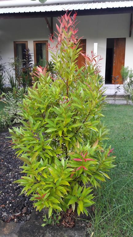 Herry Homestay Kuta  מראה חיצוני תמונה